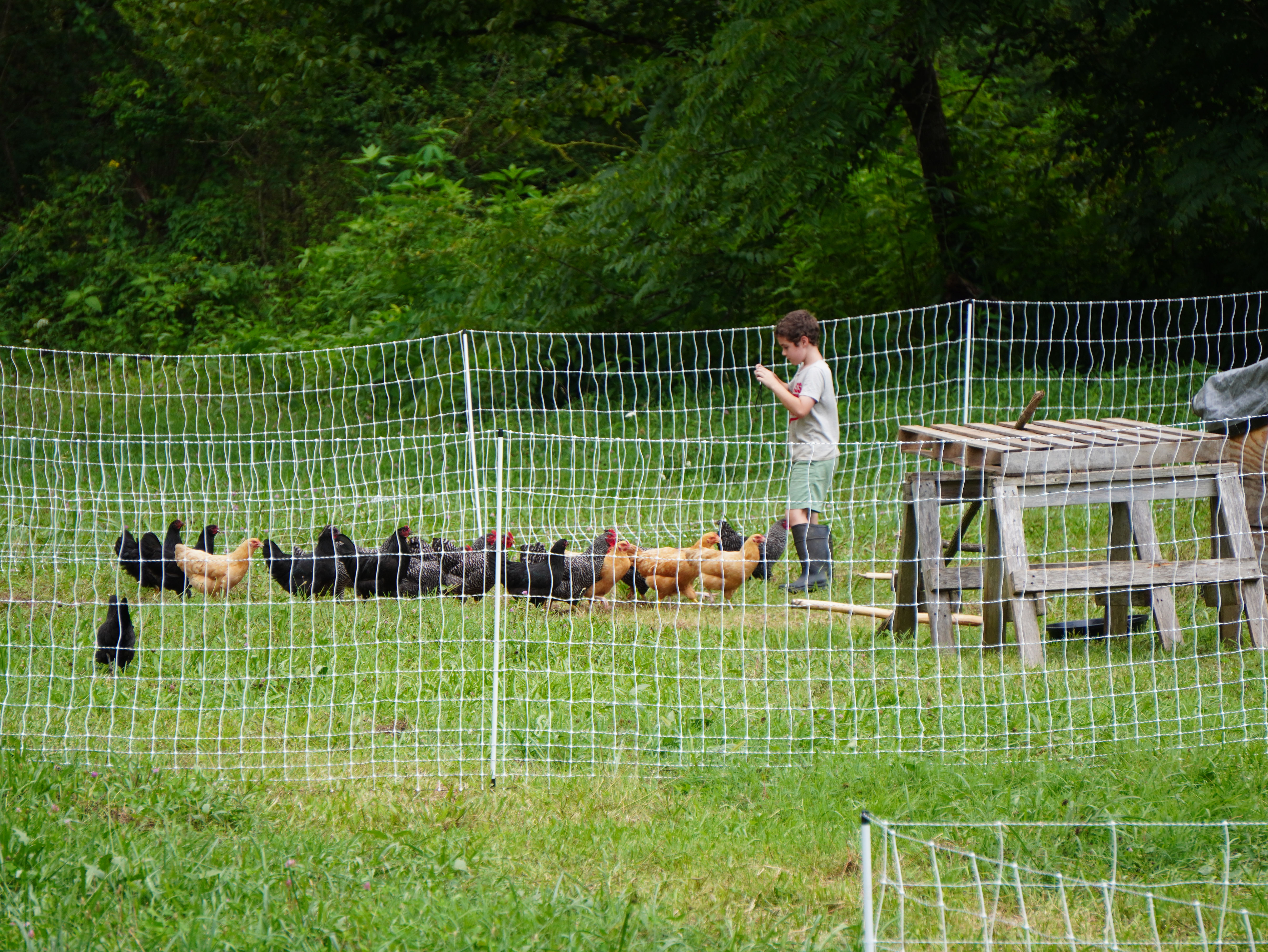 Chickens